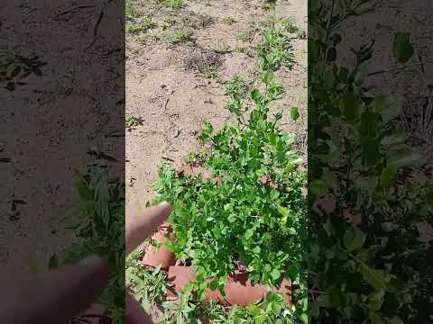 Veja oque aconteceu com a chegada das chuvas na minha região. Rio Grande do Norte ( Lagoa nova RN