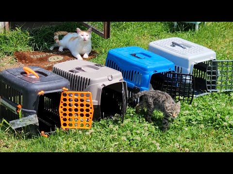 Regular treatment and feeding of street cats