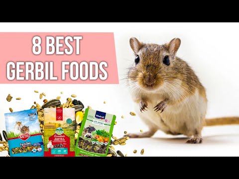 8 Best Gerbil Food | What to Feed Gerbil?