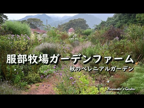 Pennisetum setaceum rubrum -hauteur-moyenne-feuillage-rouge-pourpré-épillets-potée-pétunias
