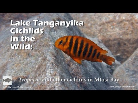 Lago Tanganyika Ciclidi in natura: Tropheus e altri ciclidi nella baia di Mtosi