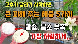 고추꽃이피고 고추가달리면 큰패해를 주는 해충5가지 고추칼슘 붕소 부족현상 이것 두가지로 저렴하게 해결합니다.