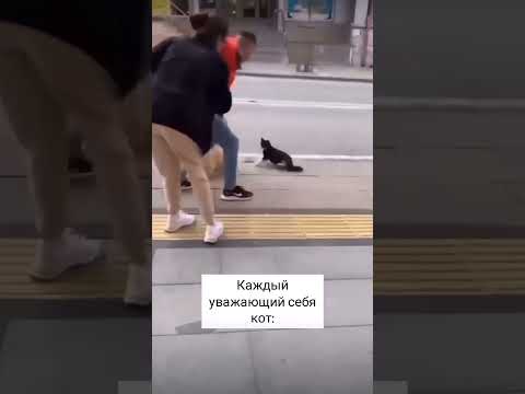 кот ,главный на районе