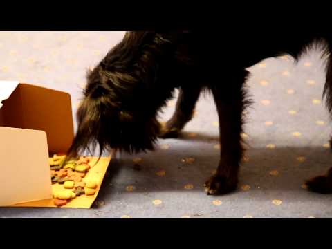 Eventplanung Mannheim Eventagentur Germans-Live-Events präsentiert heute: