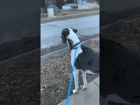 Mako Found his Next Meal 😋 #jokes #tiny #dog #meal #big #funny #shorts