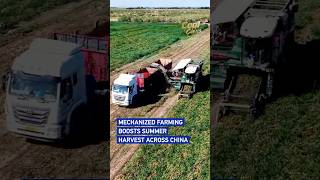 Mechanized farming boosts summer harvest across China#coolchina