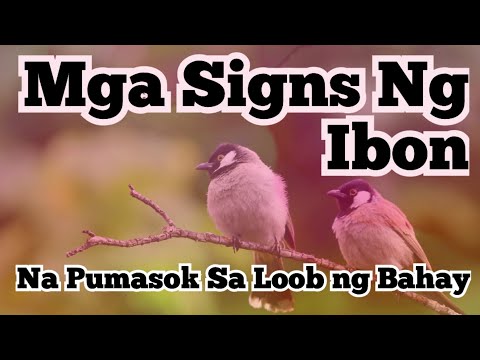 Mga SIGNS NG IBON na Pumasok sa Loob ng Bahay | @dreamsmaster1818