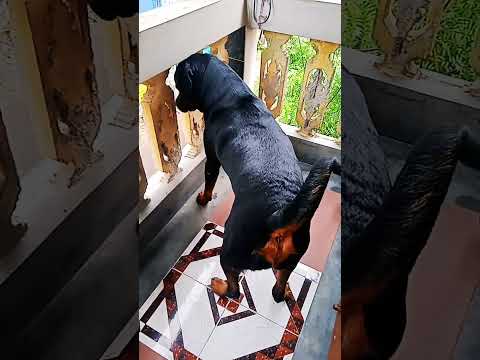 #rottweiler #dog #doglover#like #youtube #shorts