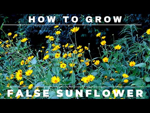 , title : 'Heliopsis - How to Grow False Sunflower'