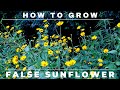 Heliopsis - How to Grow False Sunflower