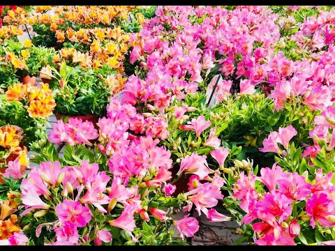 La favola delle nuvole nere e CiacciFlor di Guja