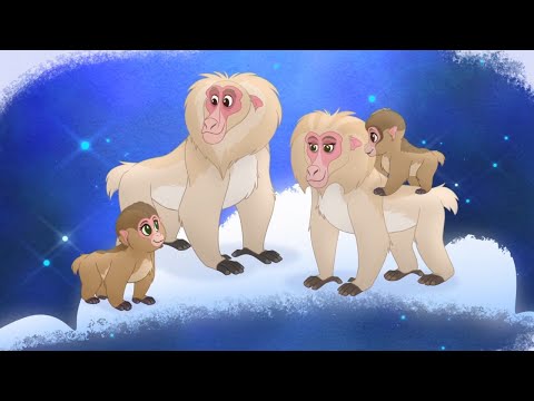 Video thumbnail for A Snow Monkey’s Home