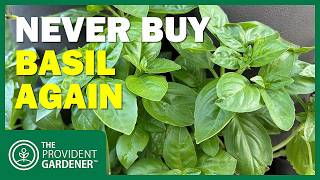 Never Buy Basil Again! Infinite Basil Hack Using Just Water