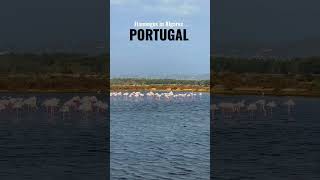 Algarve, Portugal. Flamingos in Faro #travel #travelvlog #bestofportugal