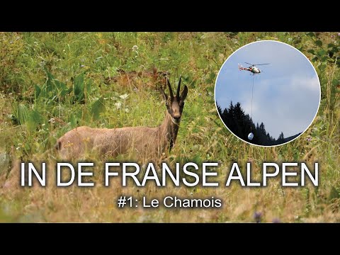 NATUURLIJK OP PAD #33: IN DE FRANSE ALPEN #1 - Le Chamois (De gems)