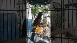 Download lagu murai batu Nias raja gacor #kicaumania #masteranburungmurai #masteranburung #berkicau59 mp3