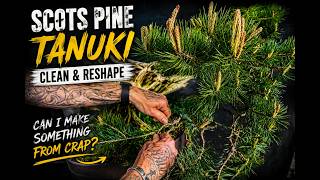 I Nearly Gave Up on This Scots Pine Tanuki… Then This Happened