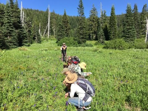 Mountain Meadows: Locating, Tending, and Monitoring Plant Populations