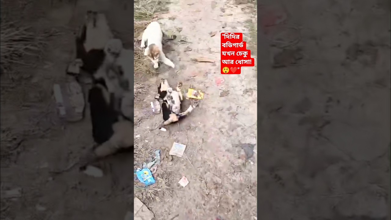 Didi going to study with Cheku & Dhosa! ❤️ #Shorts #BengaliVlog