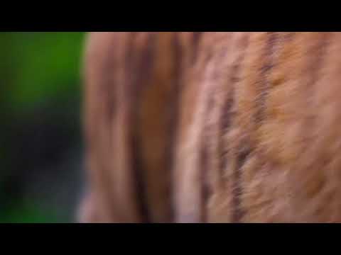 TOP 50 BEAUTIFUL ANIMALS IN THE WORLD