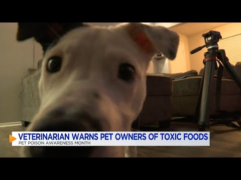 Veterinarian shares tips to keep your furry friends out of harm's way during Pet Poison Awareness