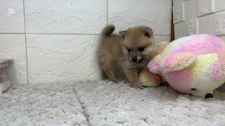 ハーフ犬の動画01