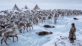 Renas e Sobrevivência - Como os Povos Indígenas da Sibéria Sobrevivem ao Frio Extremo