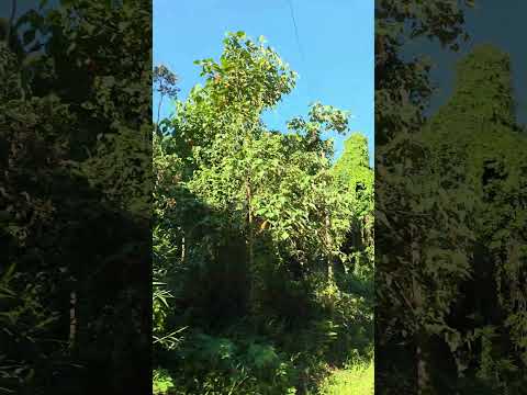 Floresta das cortinas, Lima Duarte -MG 💚