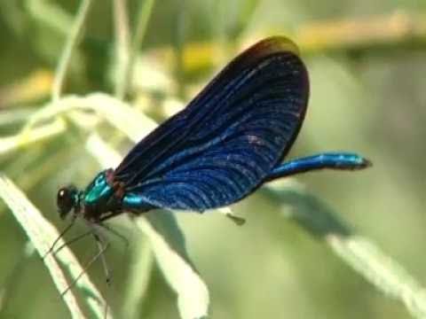 Indah Andarini - Tak Eling Eling