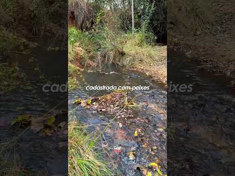 Fazenda à Venda dentro de Goiânia! 24 alqueires ( 116.03 ha) Hidrolândia, GO #fazendaavenda #agro