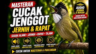 Download lagu 🔥 Masteran Cucak Jenggot Gacor Terbaik | Suara Jernih, Rapat & Pancingan Juara mp3 Download lagu 🔥 Masteran Cucak Jenggot Gacor Terbaik | Suara Jernih, Rapat & Pancingan Juara mp3
