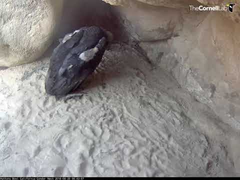 California Condor Hops Around Nest Cavity – Aug. 20, 2018