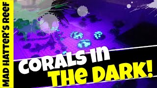 Corals in the DARK with a UV Light!
