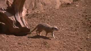 preview picture of video 'Meerkats at Chester Zoo'