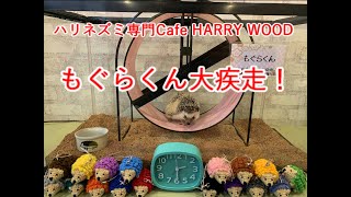 ハリネズミ専門Cafe HARRY WOOD （ハリーウッド）