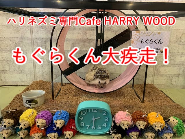 ハリネズミ専門Cafe HARRY WOOD （ハリーウッド）