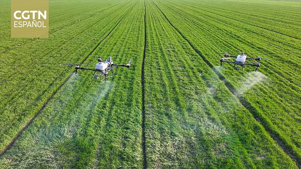 Unidos por la tecnología y la innovación: agricultura inteligente china generan cosechas cuantiosas