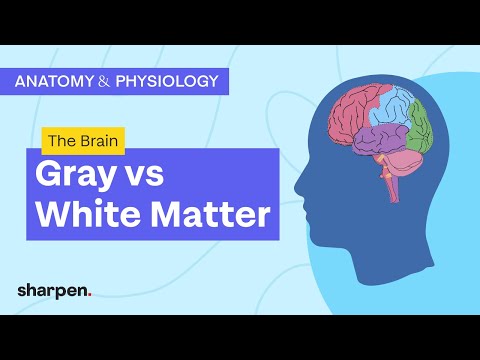 The Brain: Gray vs White Matter | Nervous System 101