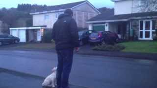 Initial road sense training for 9 week old labrador puppy