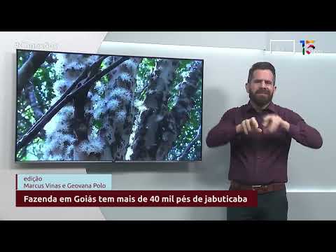 Fazenda em Goiás tem mais de 40 mil pés de jabuticaba | CONEXÕES