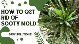 How to Get Rid of Sooty Mold | Sooty Mold Treatment | Black Sooty Mold | Black Sooty Mold on Plants