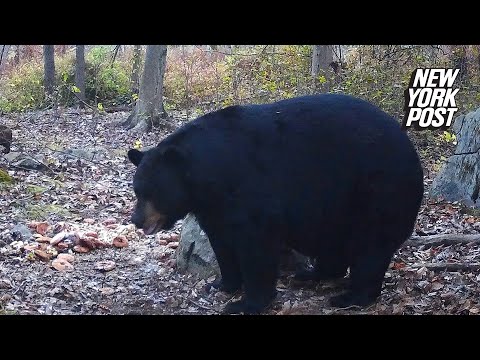 NJ hunter kills 770-pound black bear, setting state record: 'Smartest animal I've chased'