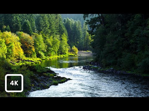 North Umpqua River Forest Ambience | Gentle Stream & Birdsong 4K Nature Sounds for Sleep & Focus