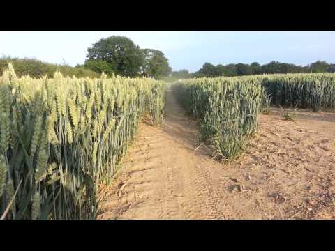 Stomp 110cc & Wpb 140cc