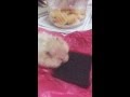Hamster Food Porn