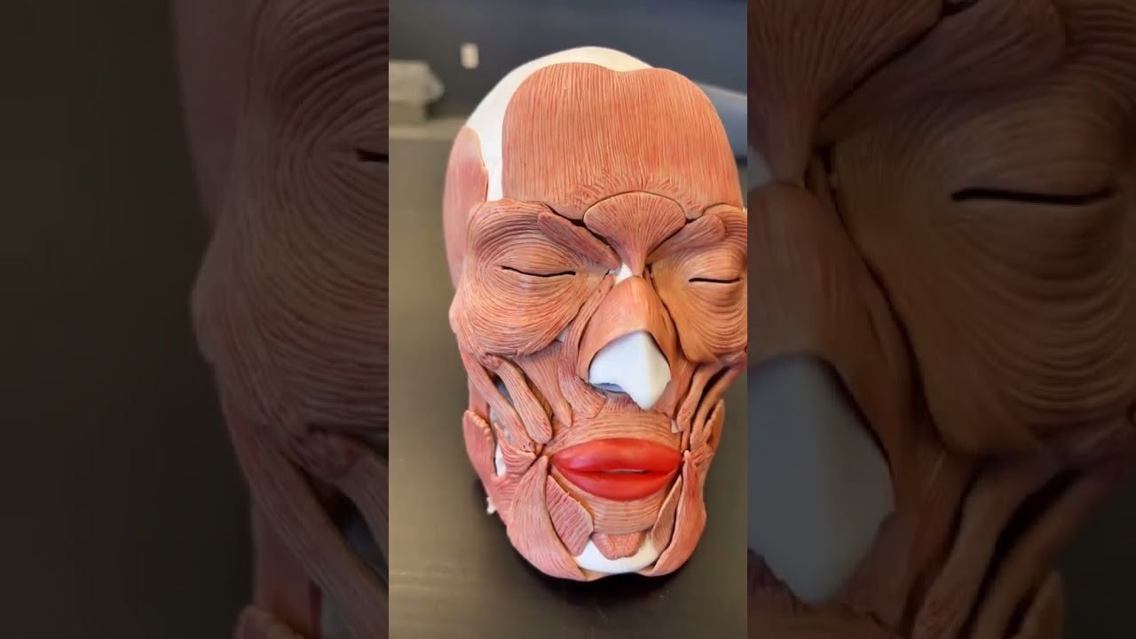 estos son TODOS los músculos FACIALES...