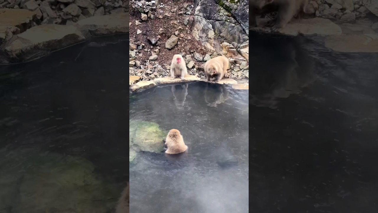 Ce que j’ai vu au Japon (partie 1) thumbnail