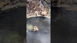 Ce que j’ai vu au Japon (partie 1) thumbnail