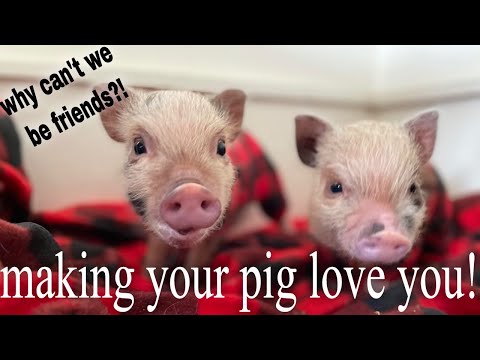 Bonding With Your New Piglet | Week Two With Mini Pigs