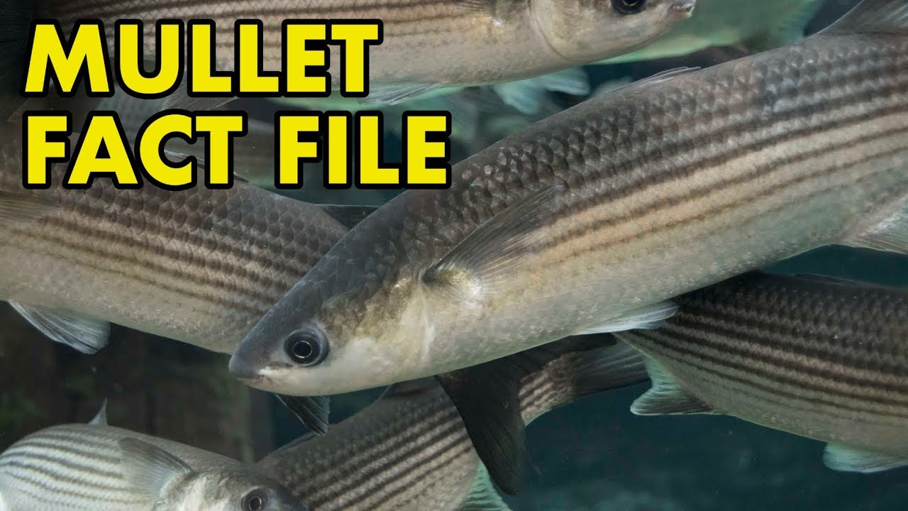 Mullet: : Fact File (British Wildlife Facts)